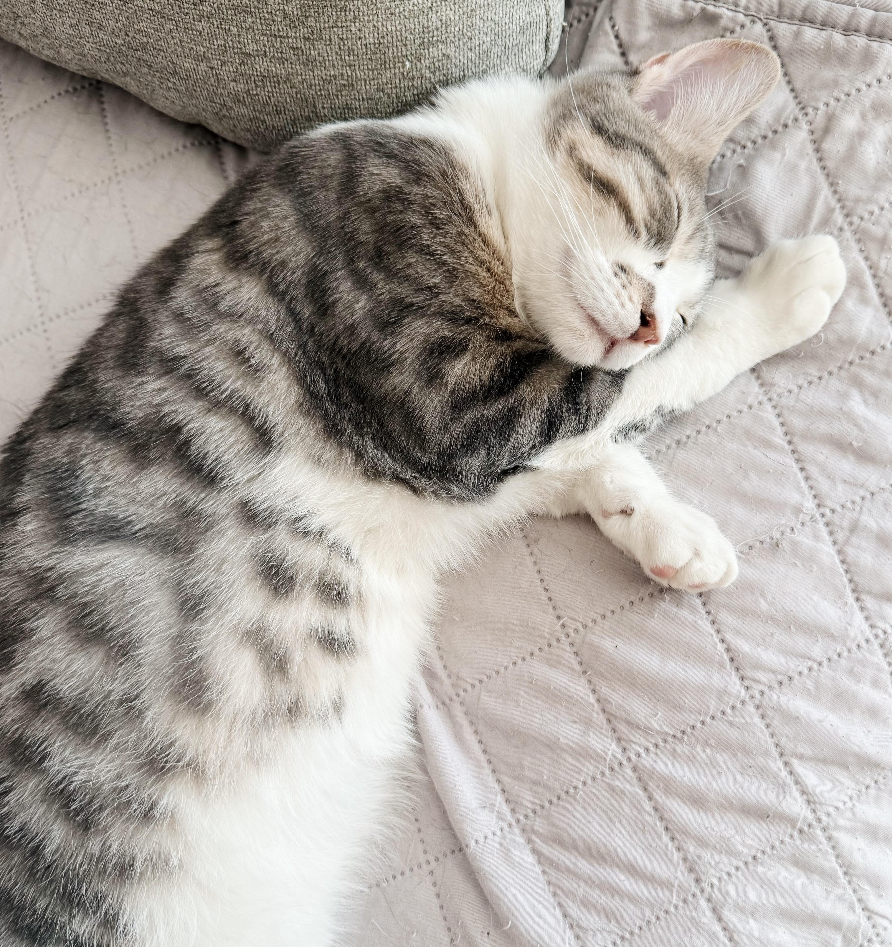 Enlarge Boots, a Adoptable Tabby in Philadelphia, PA image 5/6