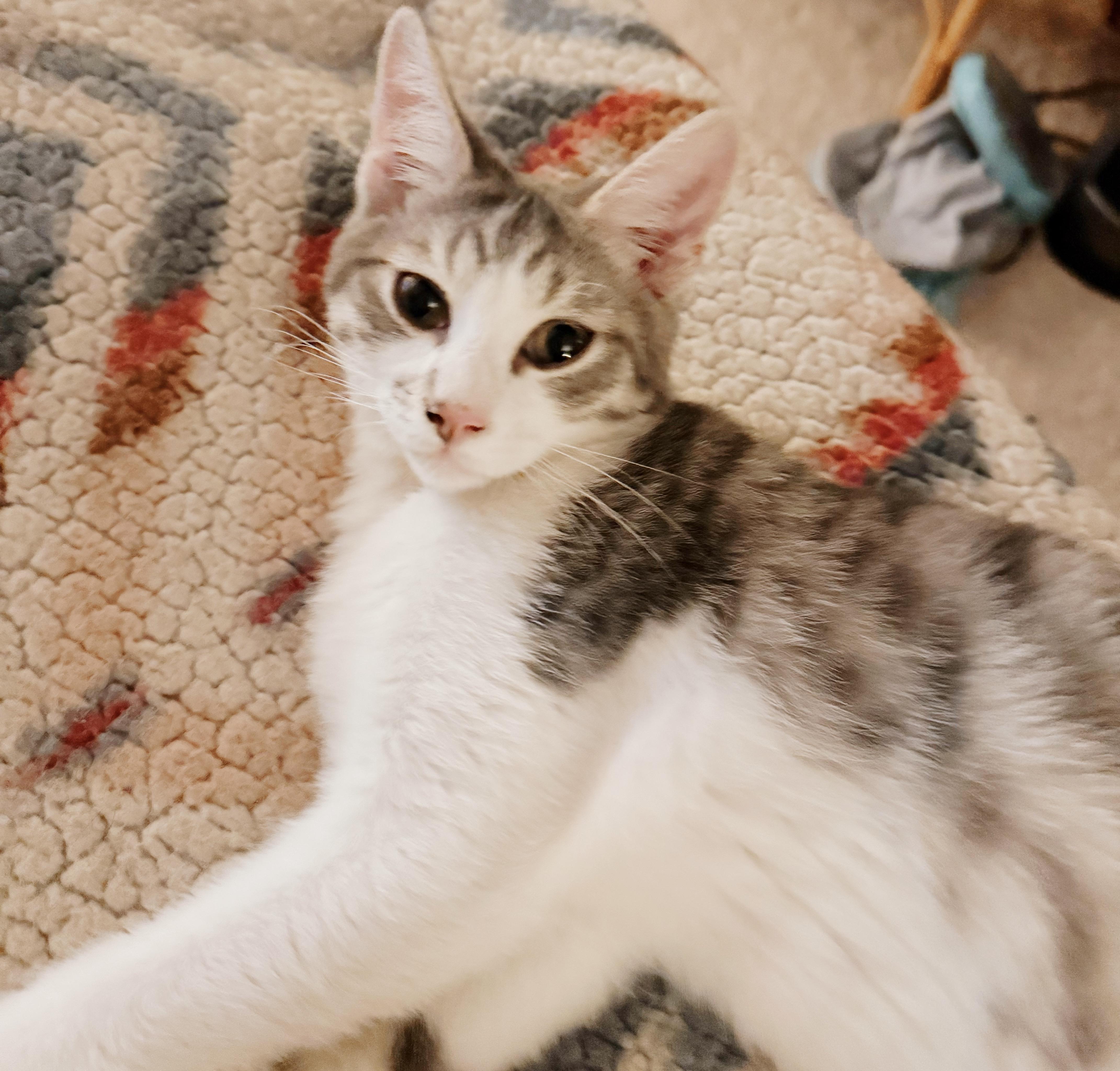 Enlarge Boots, a Adoptable Tabby in Philadelphia, PA image 2/5