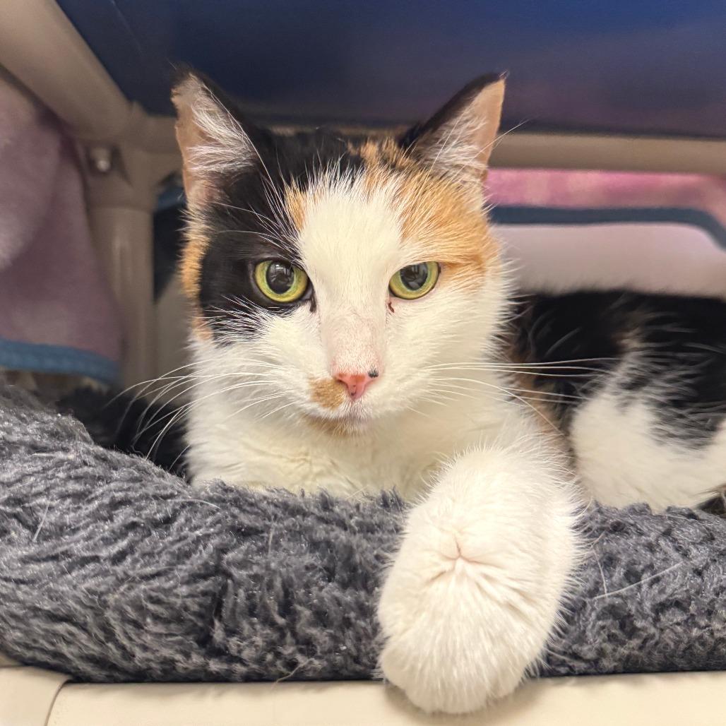 Trixie — thumbnail 2