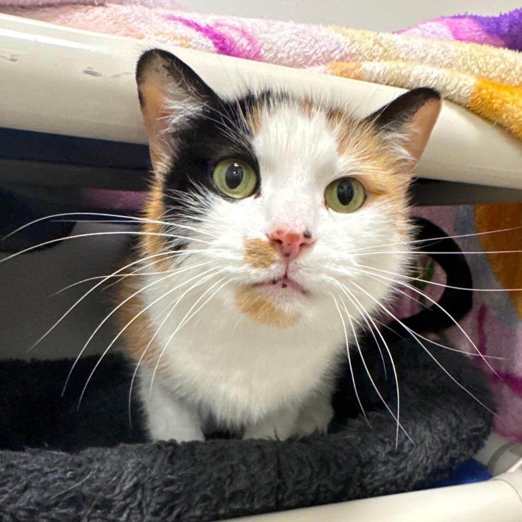 Trixie — thumbnail 3