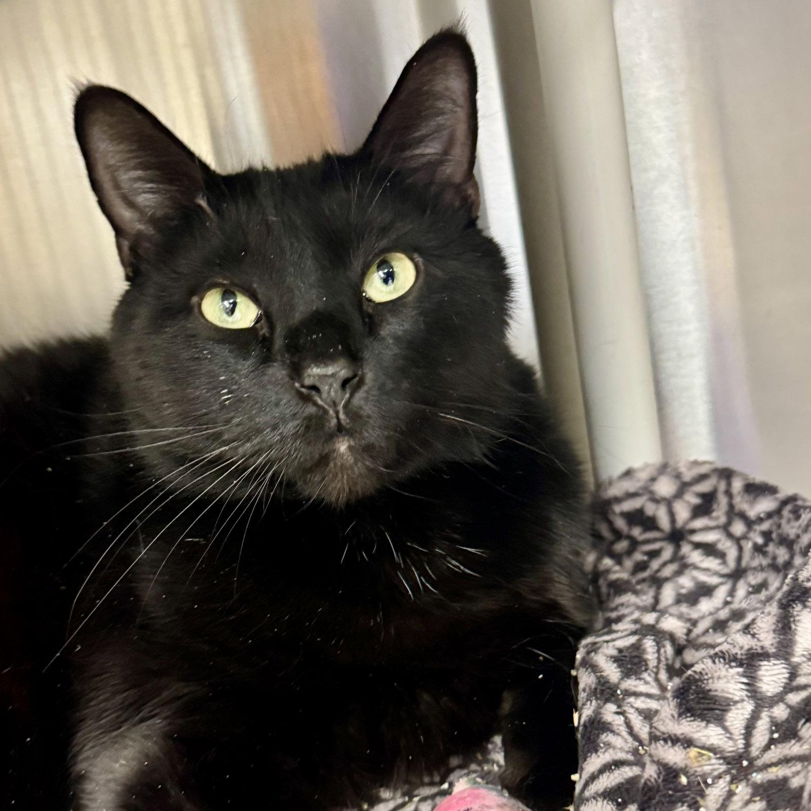 Pig, Adoptable, Adult Male Domestic Short Hair.