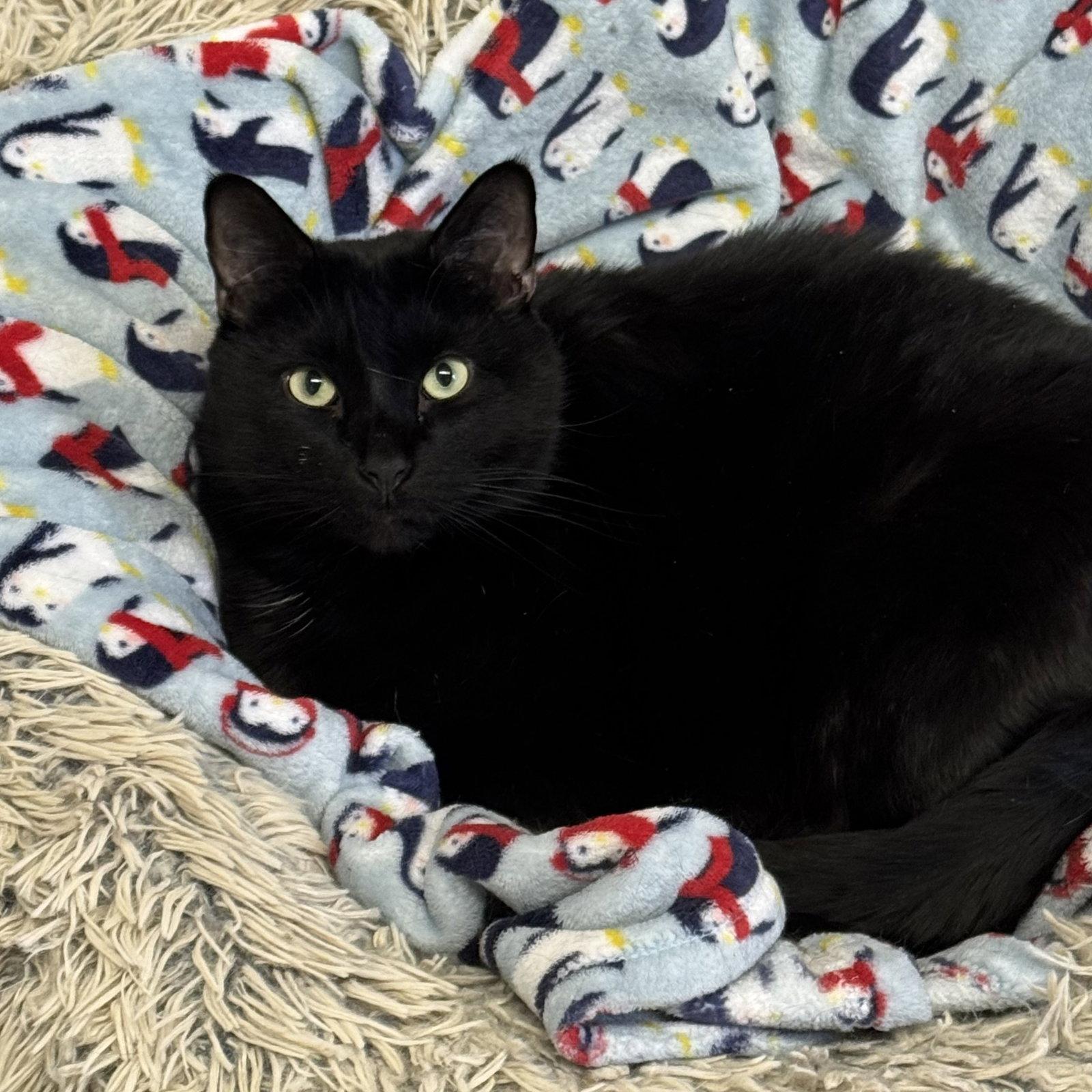 Enlarge Biggie, a Adoptable Domestic Short Hair in Winchendon, MA image 2/3