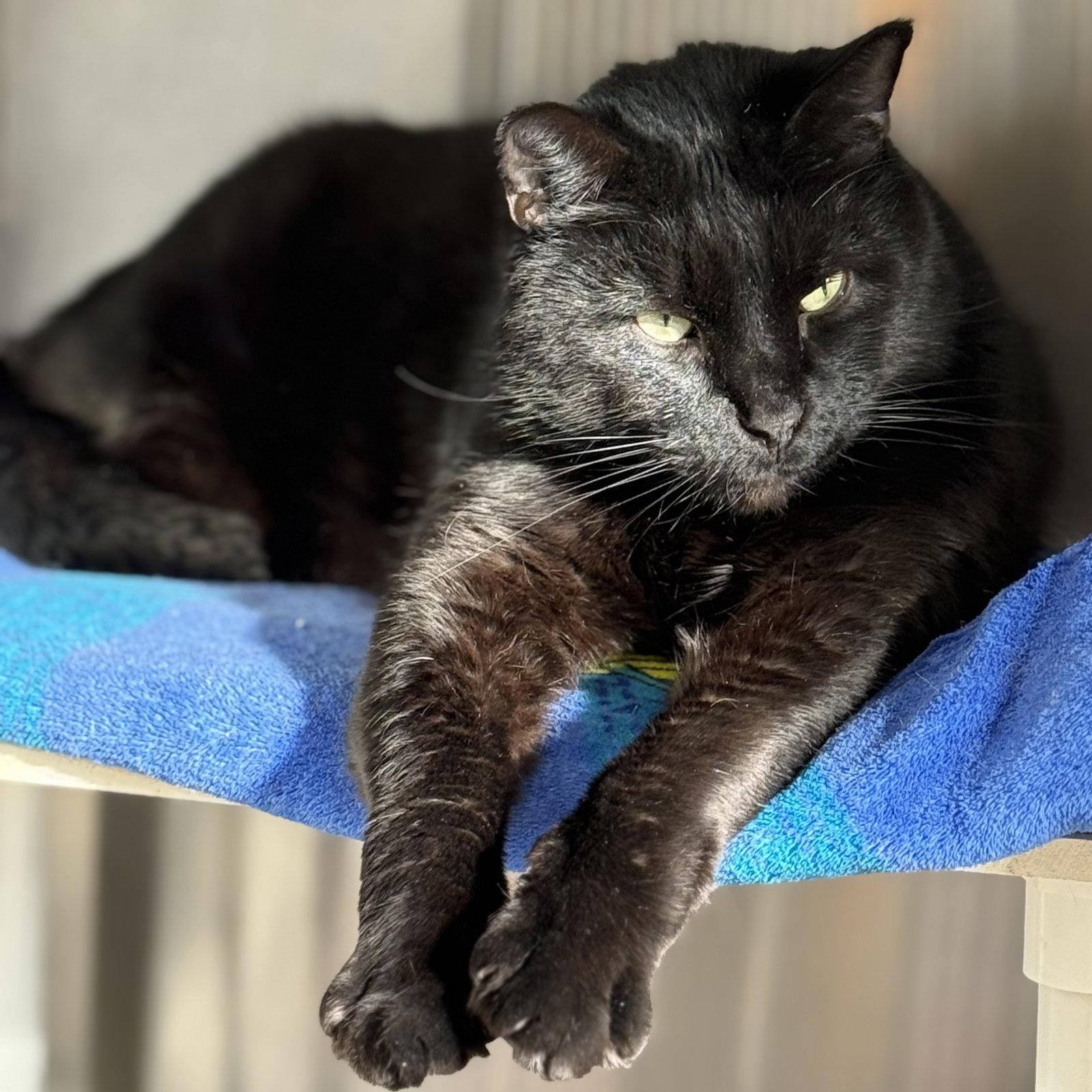 Enlarge Pig, a Adoptable Domestic Short Hair in Winchendon, MA image 2/2