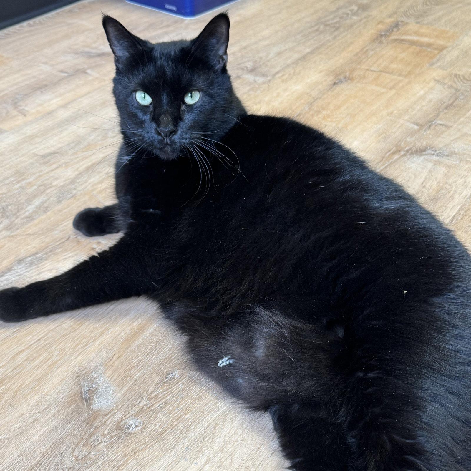 Enlarge Biggie, a Adoptable Domestic Short Hair in Winchendon, MA image 2/3