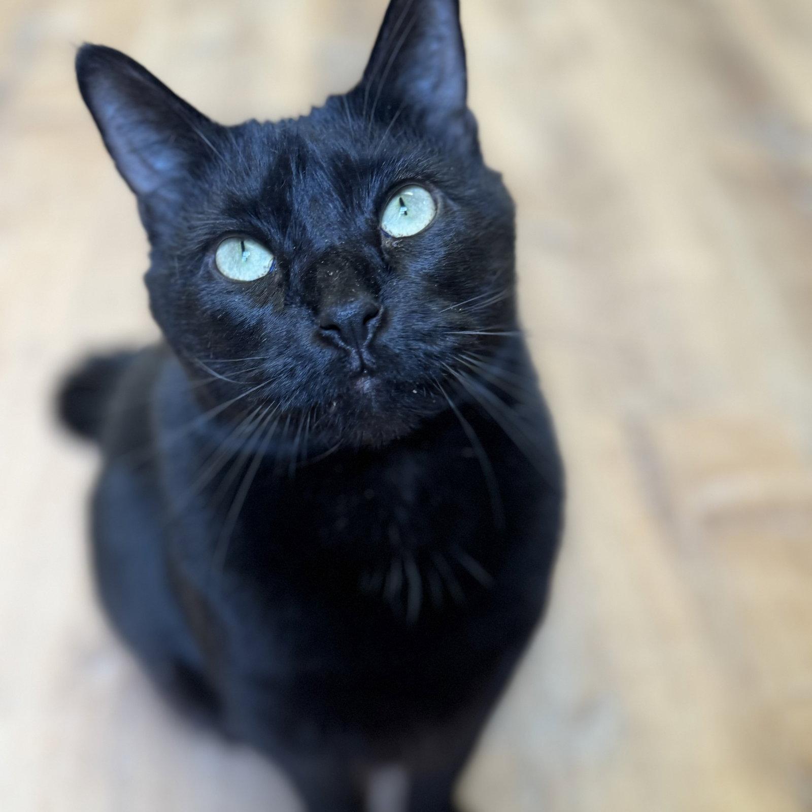 Enlarge Biggie, a Adoptable Domestic Short Hair in Winchendon, MA image 3/3