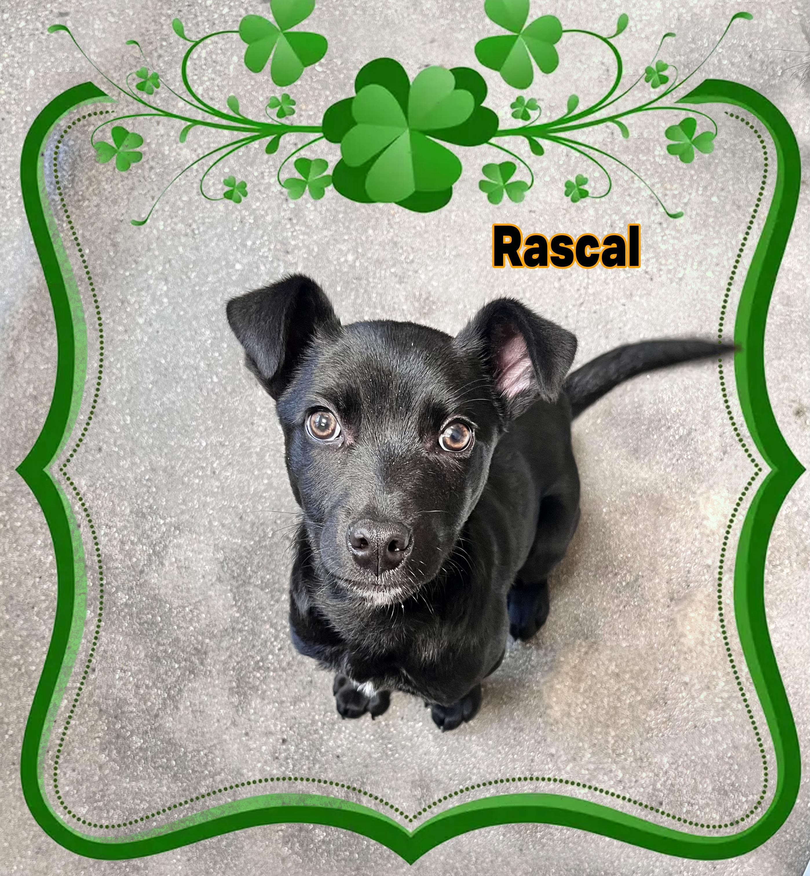 Enlarge Rascal, a ADOPTABLE mixed breed in Van Nuys, CA image 1/1