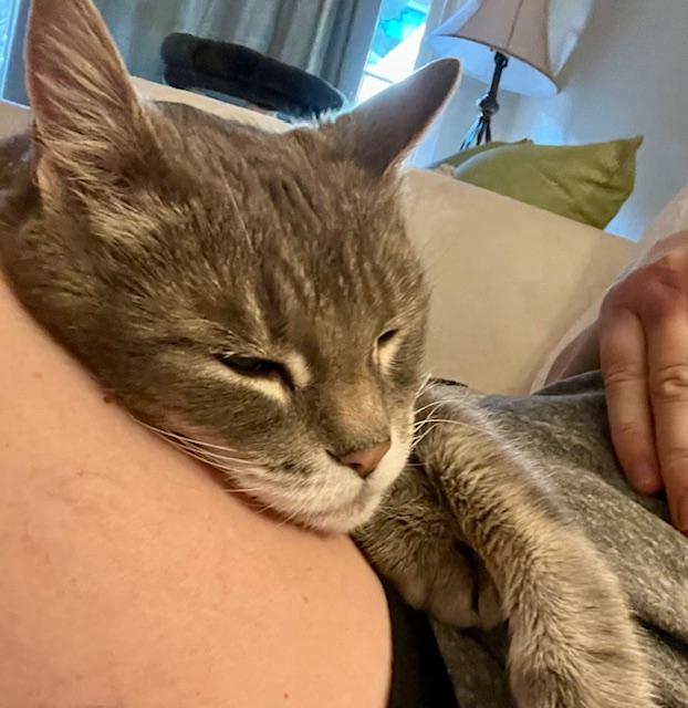 Enlarge Logan, a Adoptable Domestic Short Hair in Novato, CA image 2/3