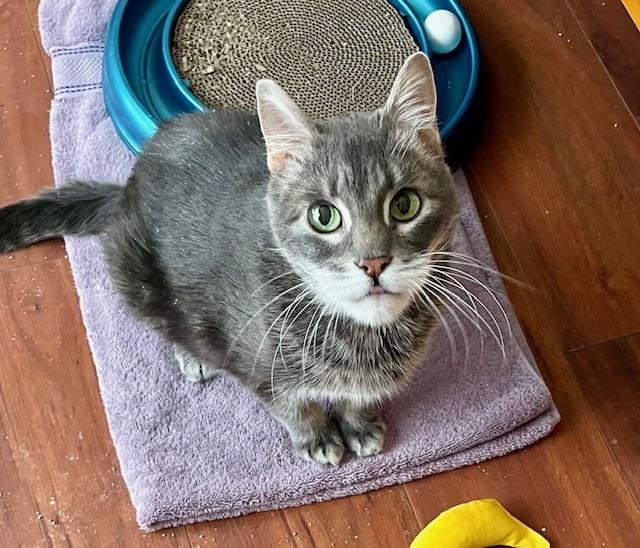 Enlarge Logan, a Adoptable Domestic Short Hair in Novato, CA image 1/3