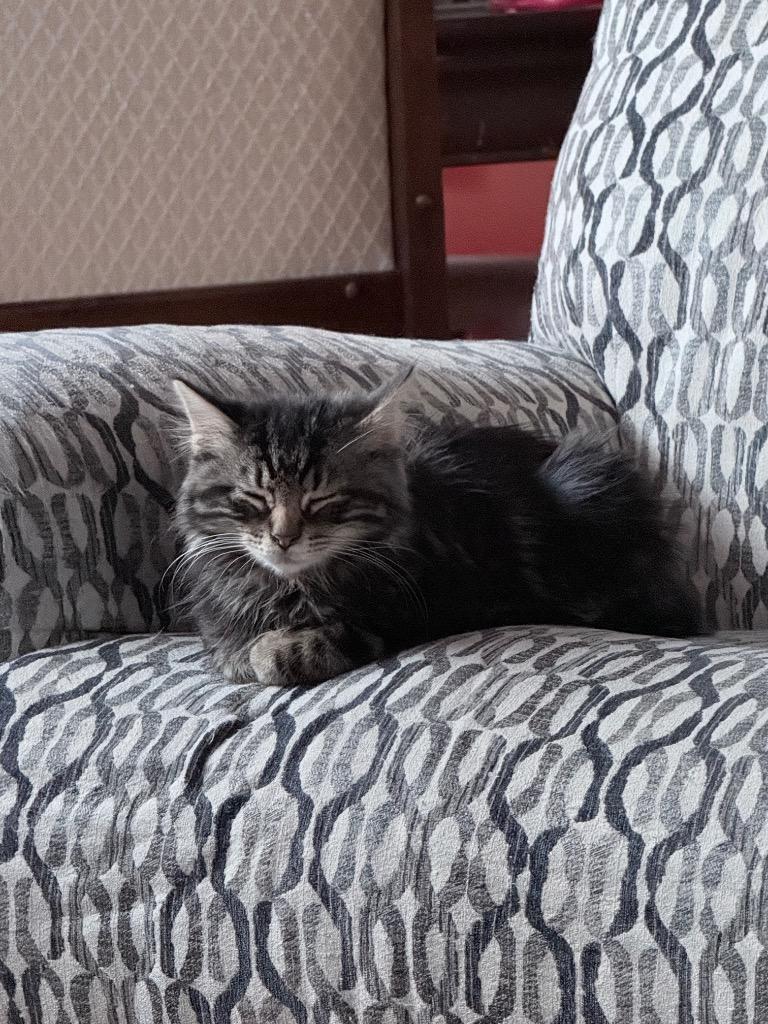 Bowzer, Adopted, Kitten Male Domestic Medium Hair.