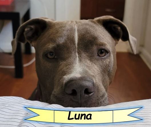 Luna 1