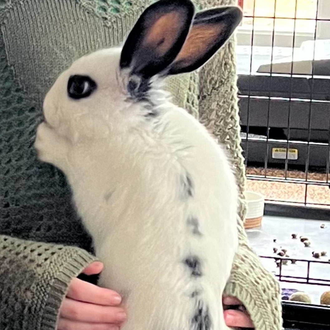 Whiskers, a Adoptable mixed breed in Frederick, MD image 1/4