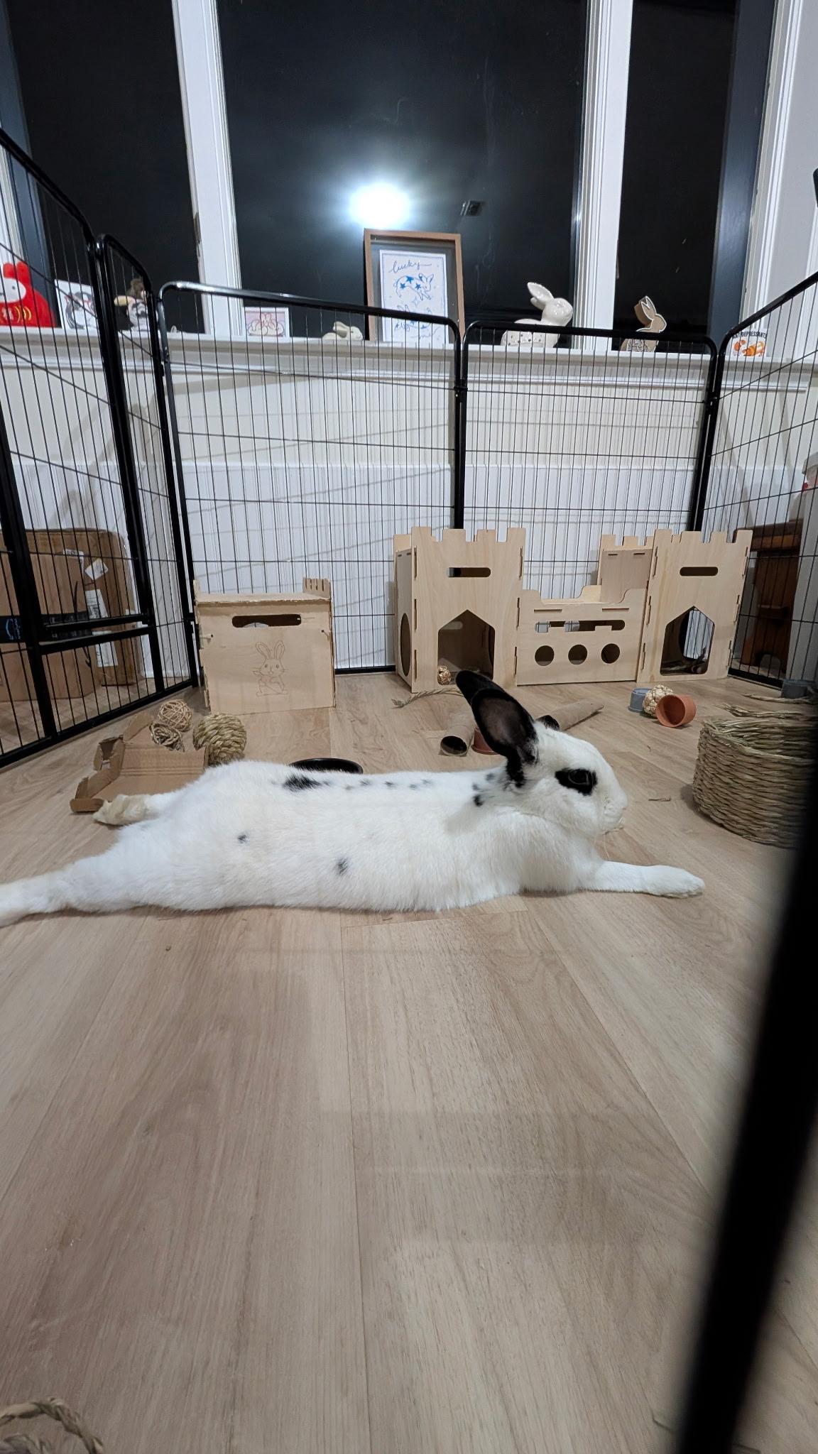 Enlarge Whiskers, a Adoptable mixed breed in Frederick, MD image 5/6