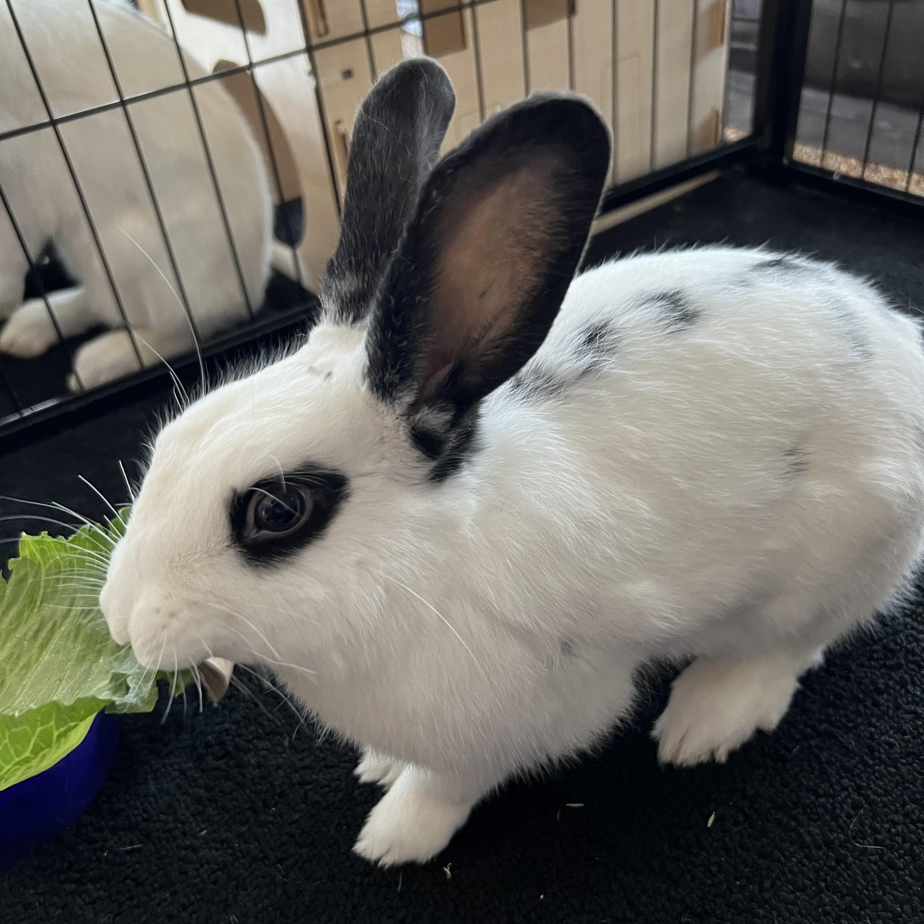 Whiskers, a Adoptable mixed breed in Frederick, MD image 2/4