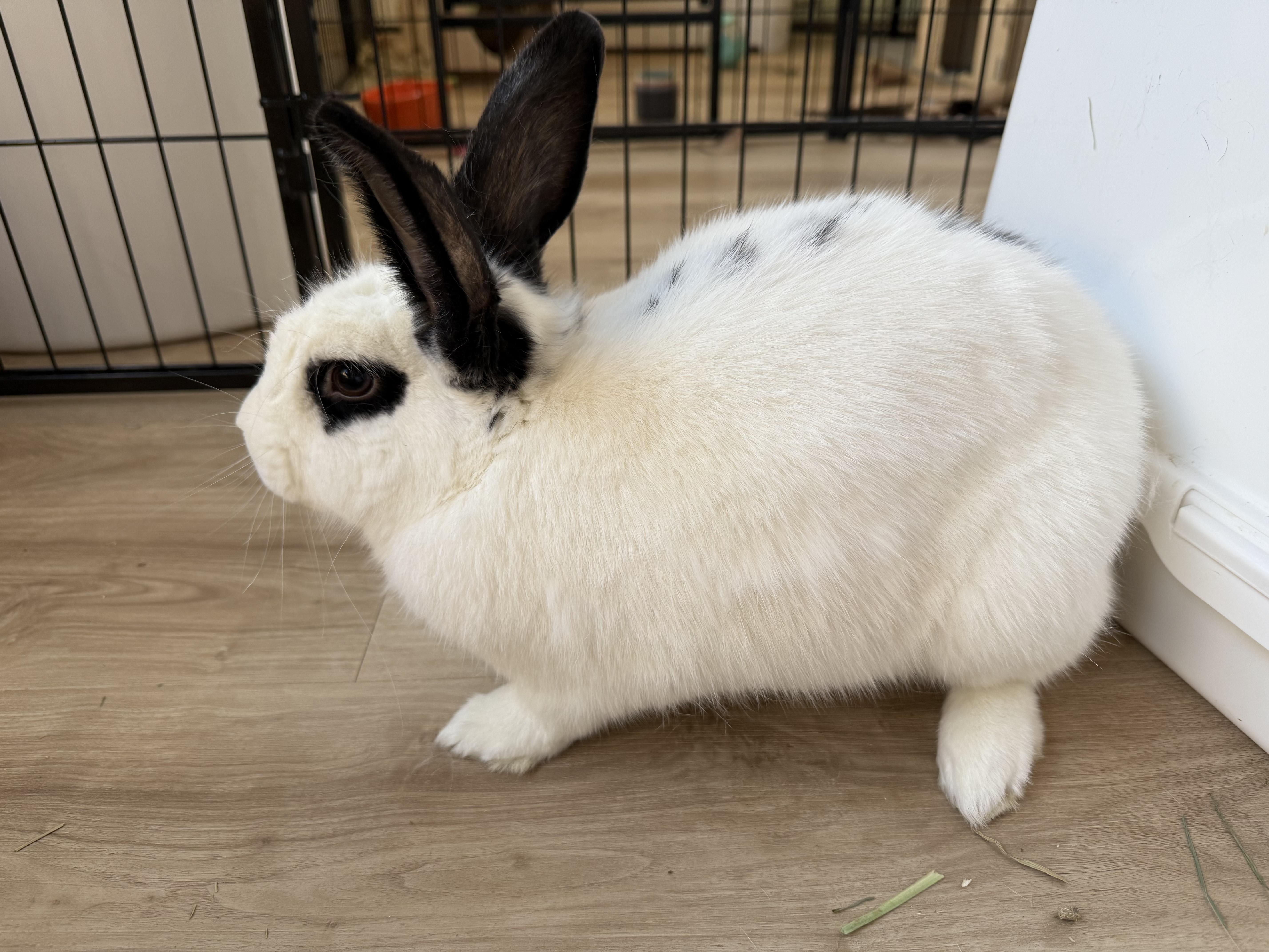 Enlarge Whiskers, a Adoptable mixed breed in Frederick, MD image 2/5