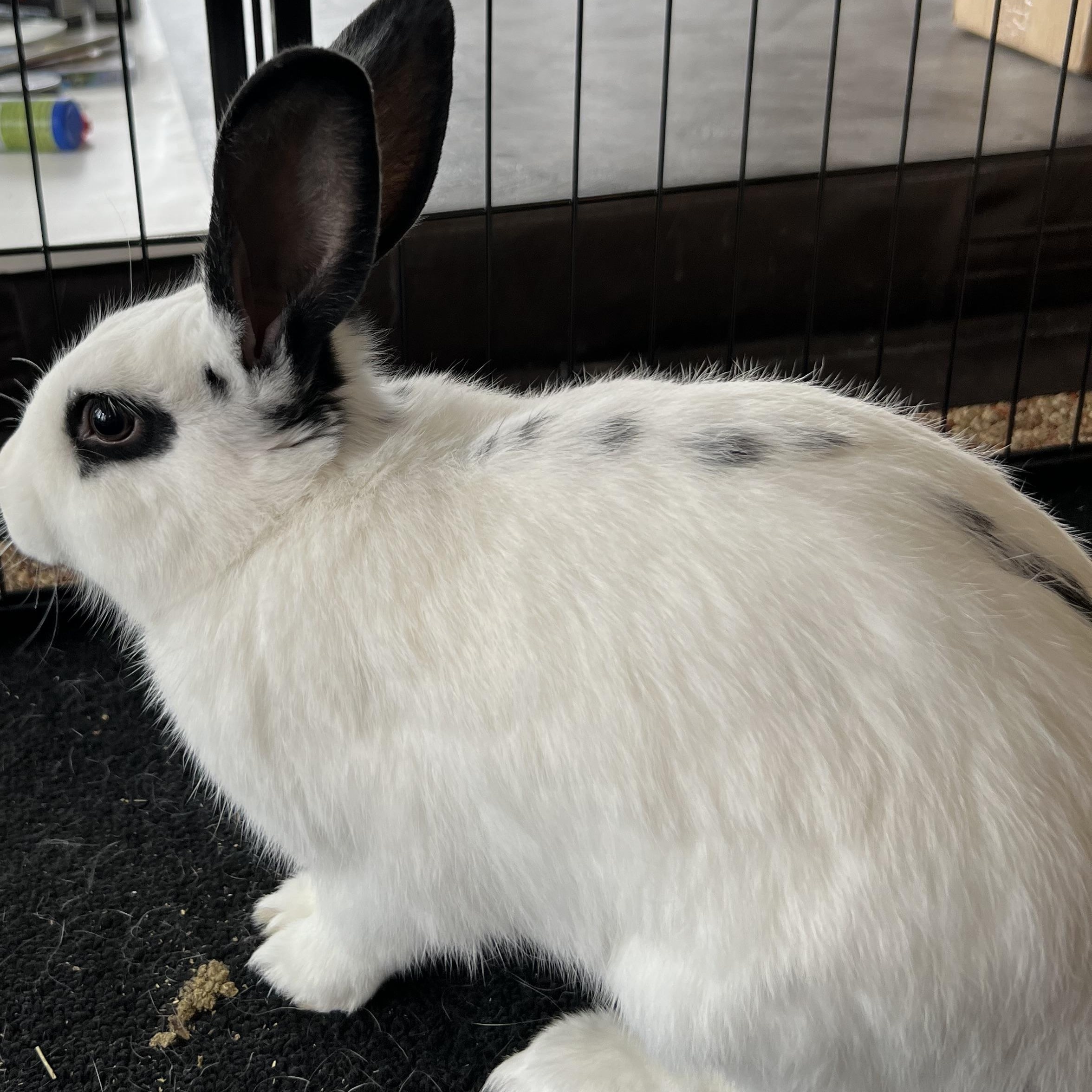 Whiskers, a Adoptable mixed breed in Frederick, MD image 4/4