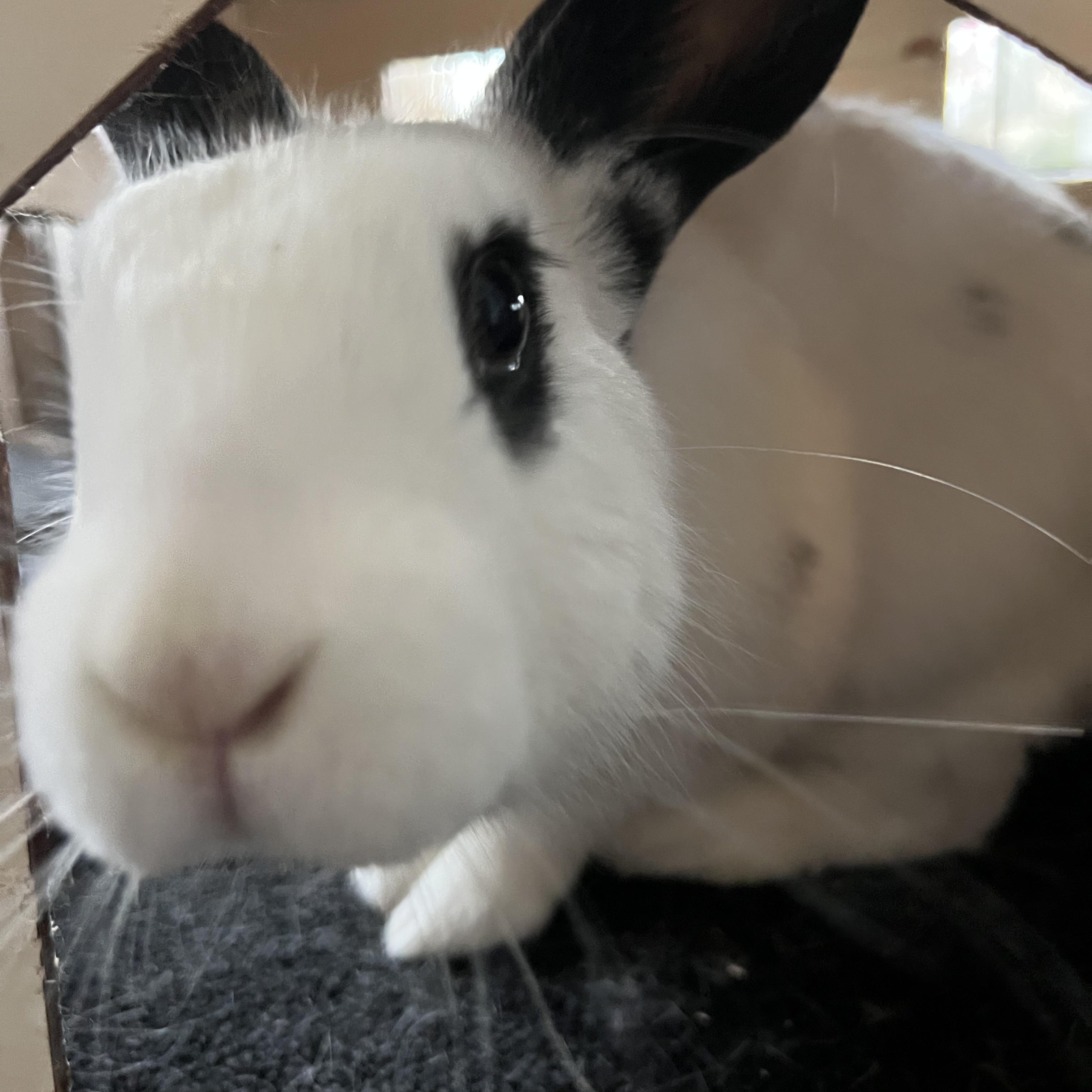 Whiskers, a Adoptable mixed breed in Frederick, MD image 3/4