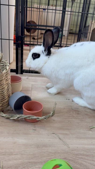 Enlarge Whiskers, a Adoptable mixed breed in Frederick, MD video 5/5
