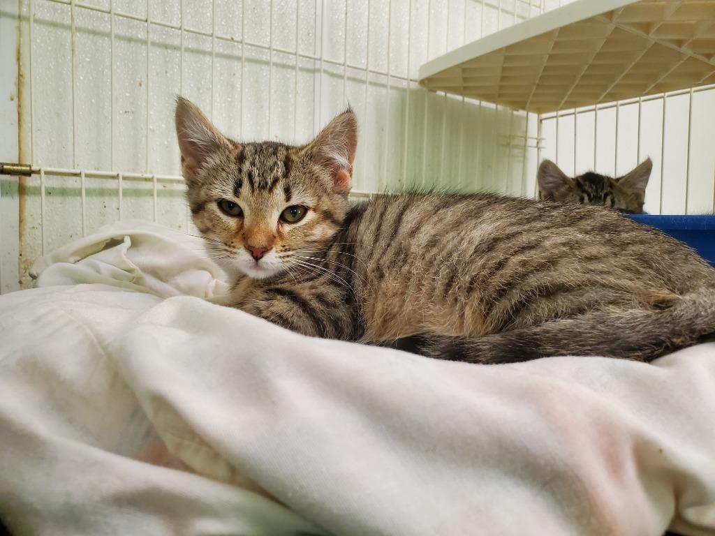 Twix, Adoptable, Young Male Domestic Short Hair.