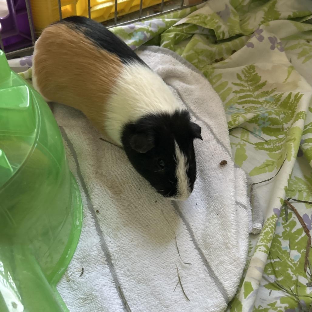 Enlarge SKIBIDI, a Adoptable Guinea Pig in Conway, NH image 1/1
