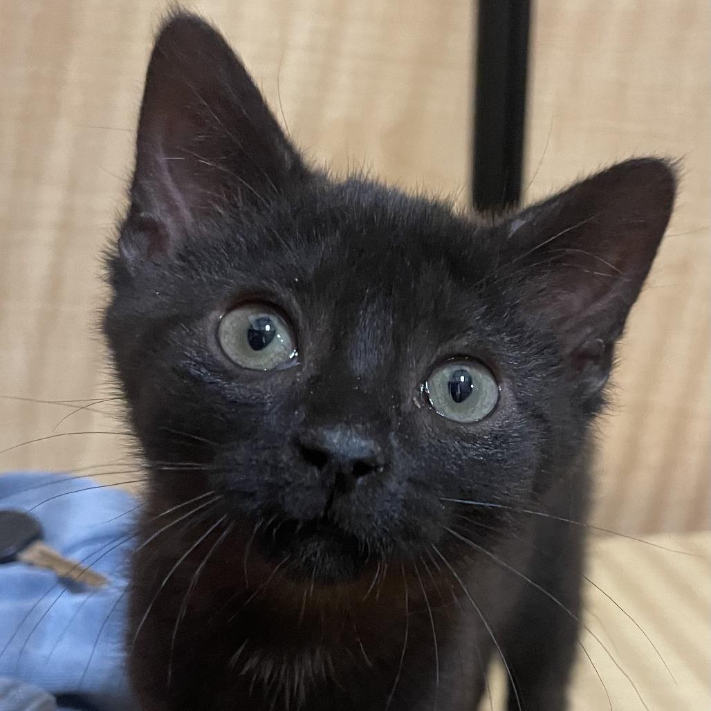 Jeanie, Adoptable, Kitten Female Domestic Short Hair & Domestic Short Hair.