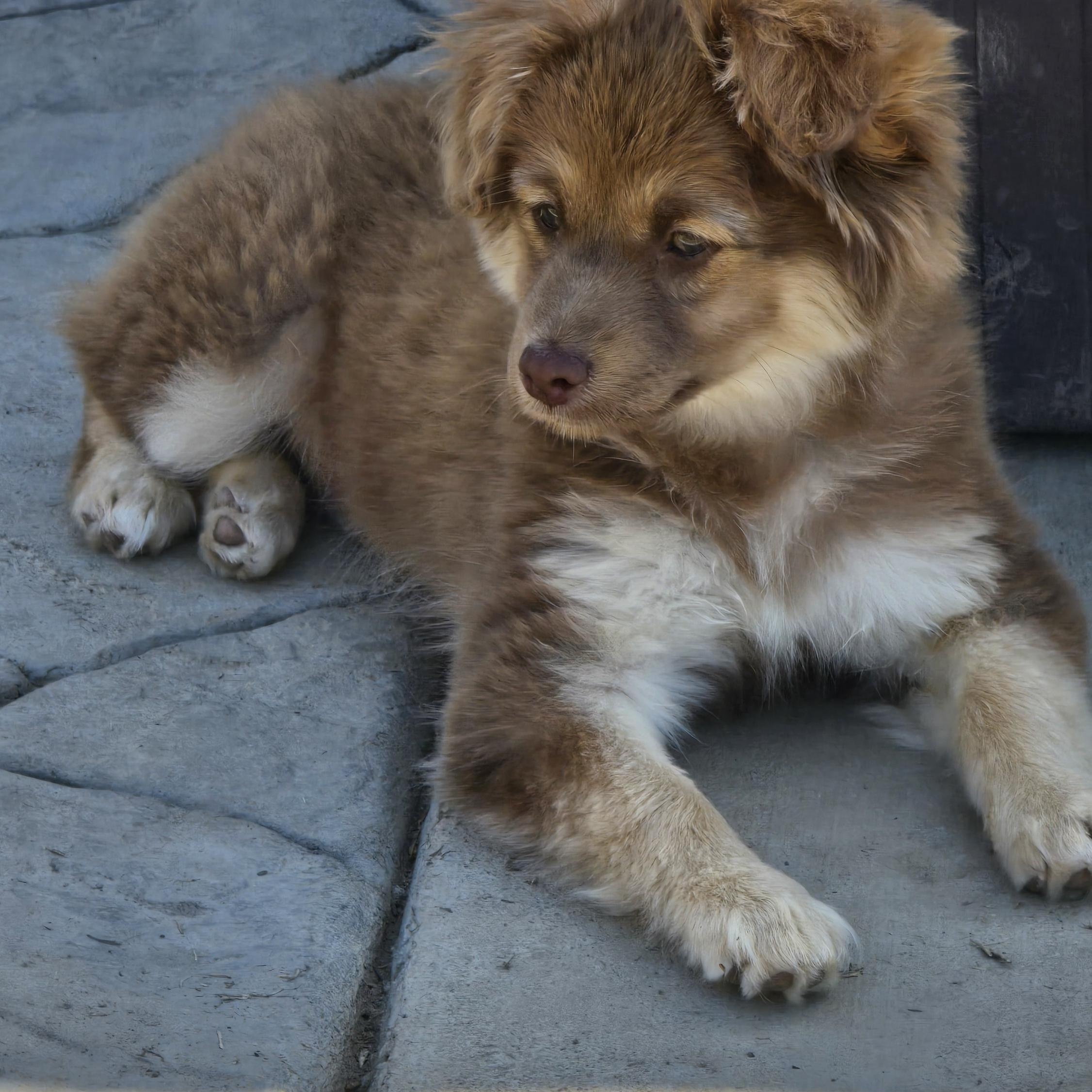 Enlarge Dixie Belle, an adopted mixed breed in Tracy, CA image 2/3