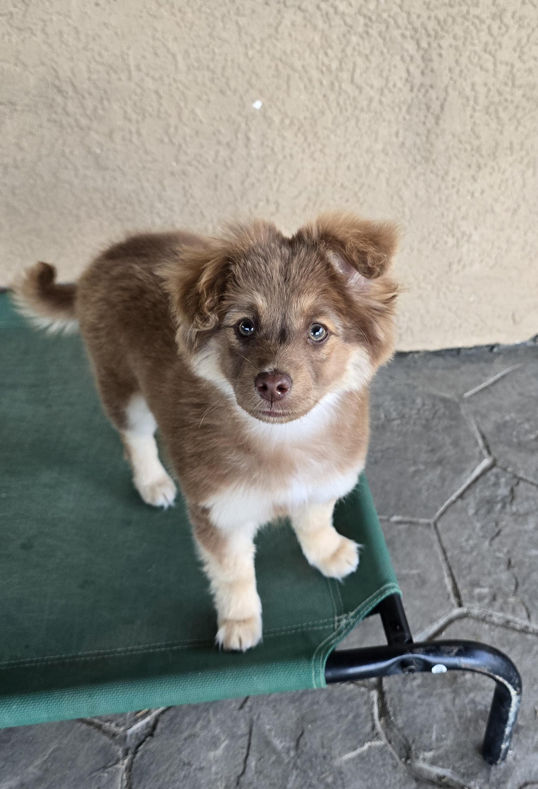 Dixie Belle, adopted, Puppy Female Australian Shepherd.