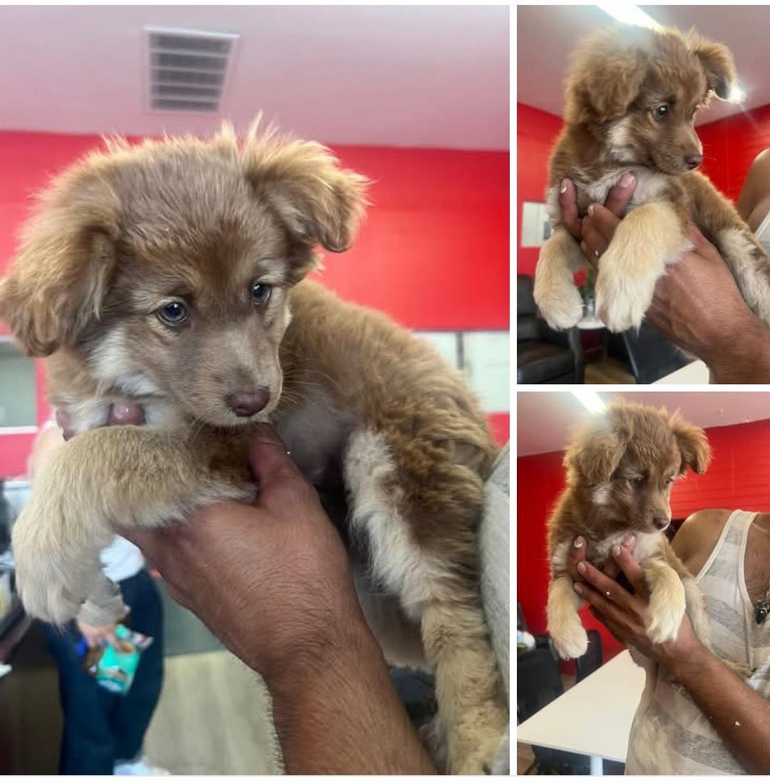 Enlarge Dixie Belle, an adopted mixed breed in Tracy, CA image 3/3