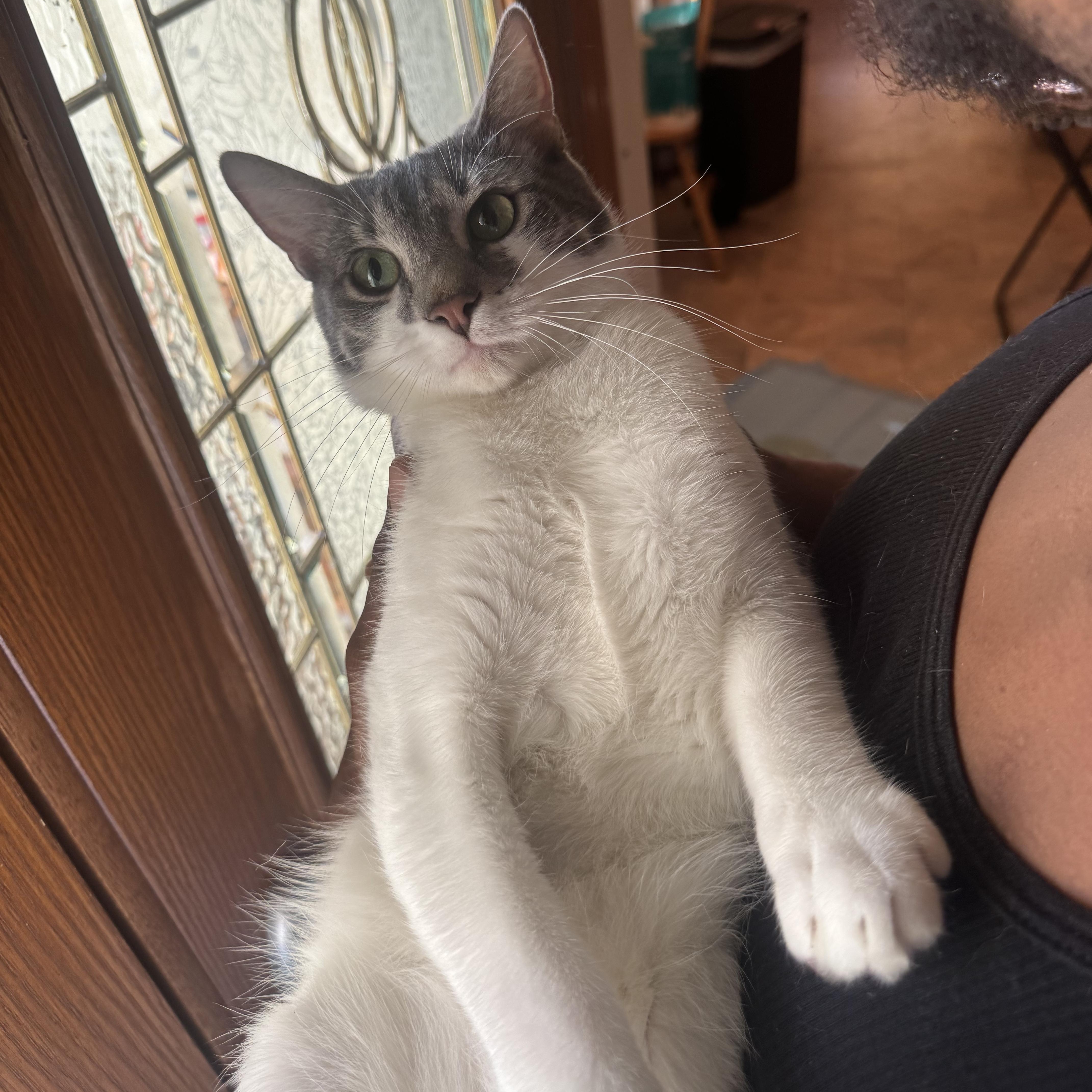 Jonathon, ADOPTABLE, Young Male Domestic Short Hair.