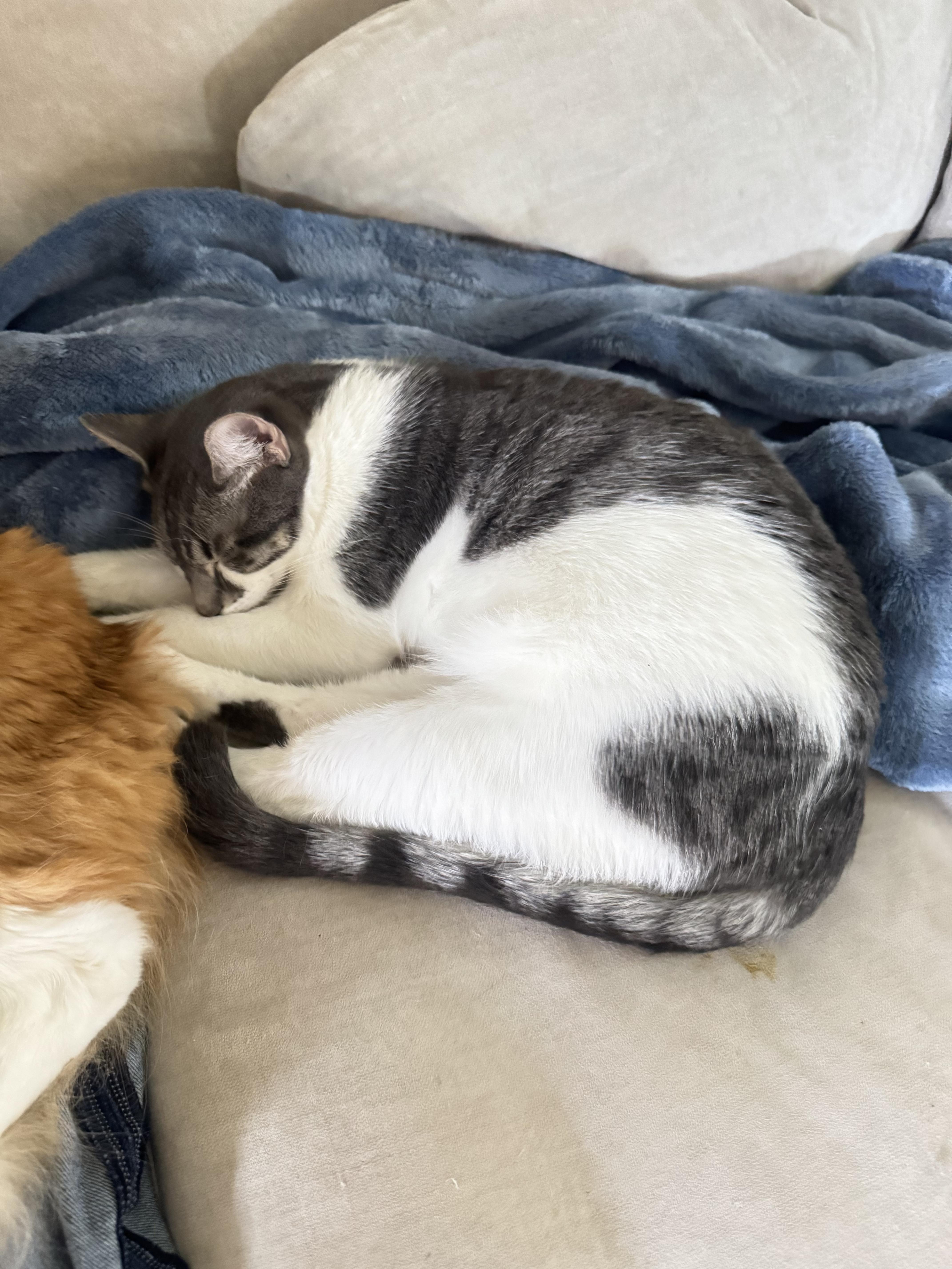 Jonathon, a ADOPTABLE Domestic Short Hair in Vallejo, CA image 4/4