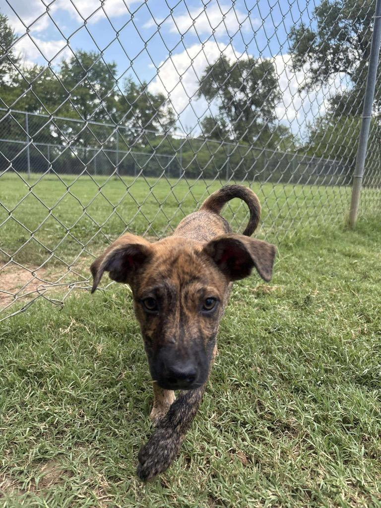 Enlarge Thing 1, a Adoptable Terrier in Ada, OK image 1/1