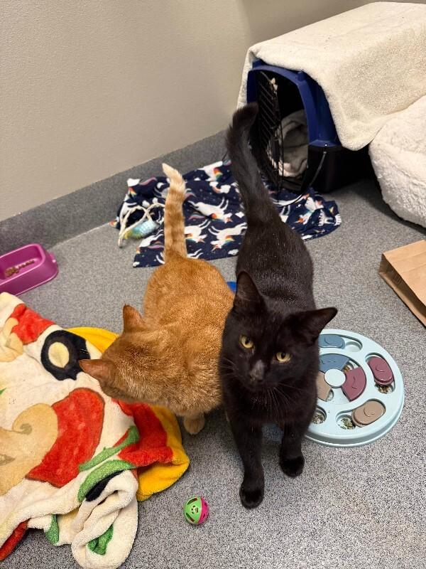 Enlarge Ernest, a Adoptable Domestic Short Hair in Westminster, CO image 1/6