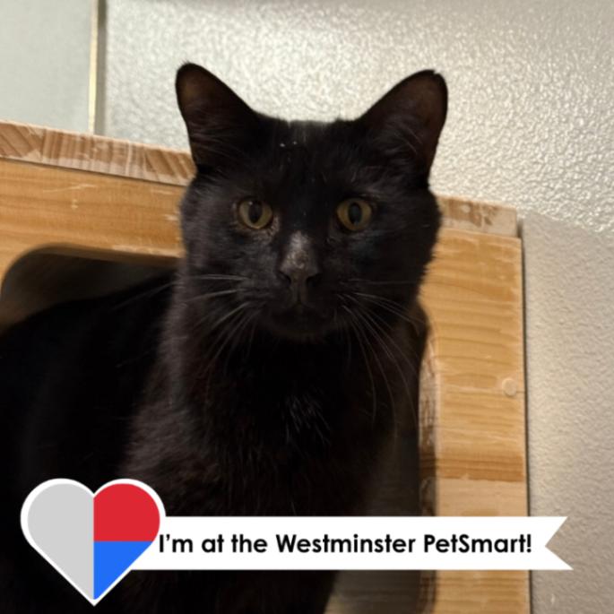 Enlarge Ernest, a Adoptable Domestic Short Hair in Westminster, CO image 2/6