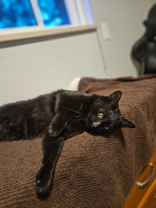 Enlarge Ernest, a Adoptable Domestic Short Hair in Westminster, CO image 4/6
