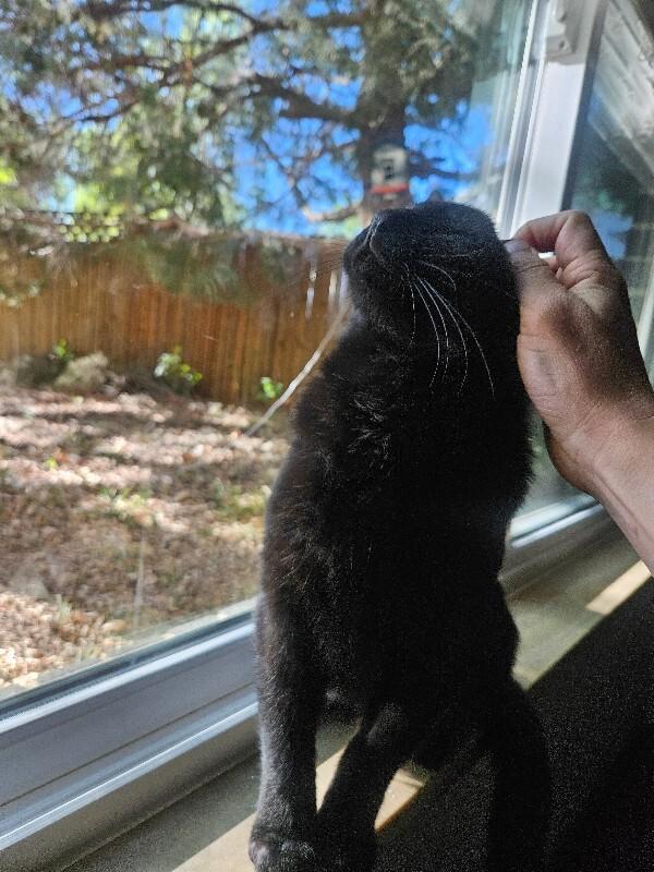 Enlarge Ernest, a Adoptable Domestic Short Hair in Westminster, CO image 5/6