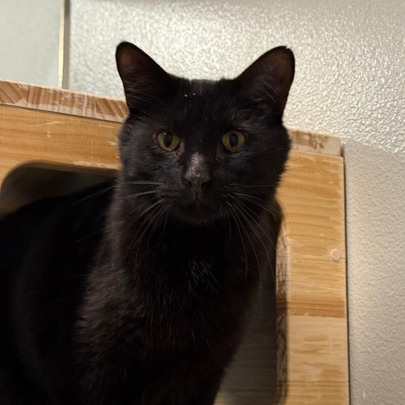 Enlarge Ernest, a Adoptable Domestic Short Hair in Westminster, CO image 6/6