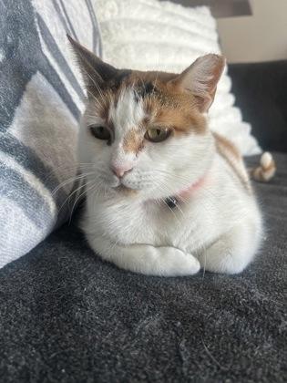 Enlarge Mz. Kitty, a Adoptable Domestic Short Hair in New Orleans, LA image 1/3