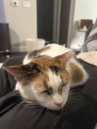 Enlarge Mz. Kitty, a Adoptable Domestic Short Hair in New Orleans, LA image 3/3