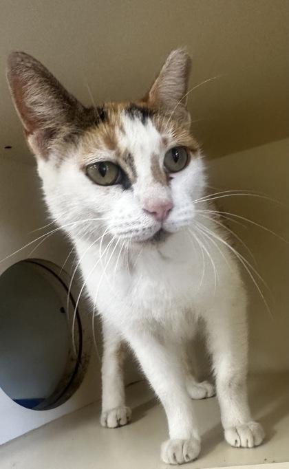 Mz. Kitty IN FOSTER, Adoptable, Adult Female Domestic Short Hair & Domestic Short Hair.