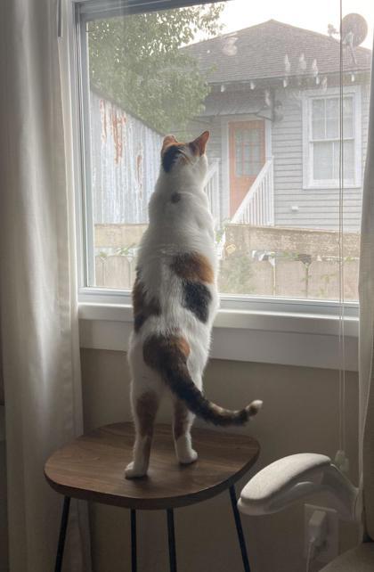 Enlarge Mz. Kitty IN FOSTER, a Adoptable Domestic Short Hair in New Orleans, LA image 1/3