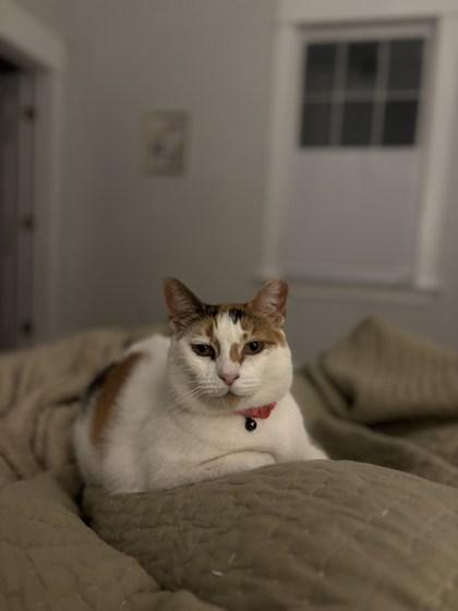 Enlarge Mz. Kitty, a Adoptable Domestic Short Hair in New Orleans, LA image 2/3