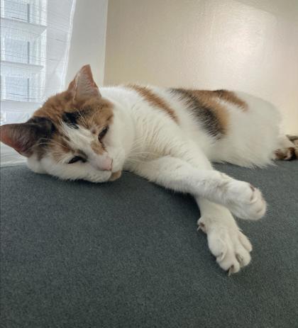 Enlarge Mz. Kitty IN FOSTER, a Adoptable Domestic Short Hair in New Orleans, LA image 3/3