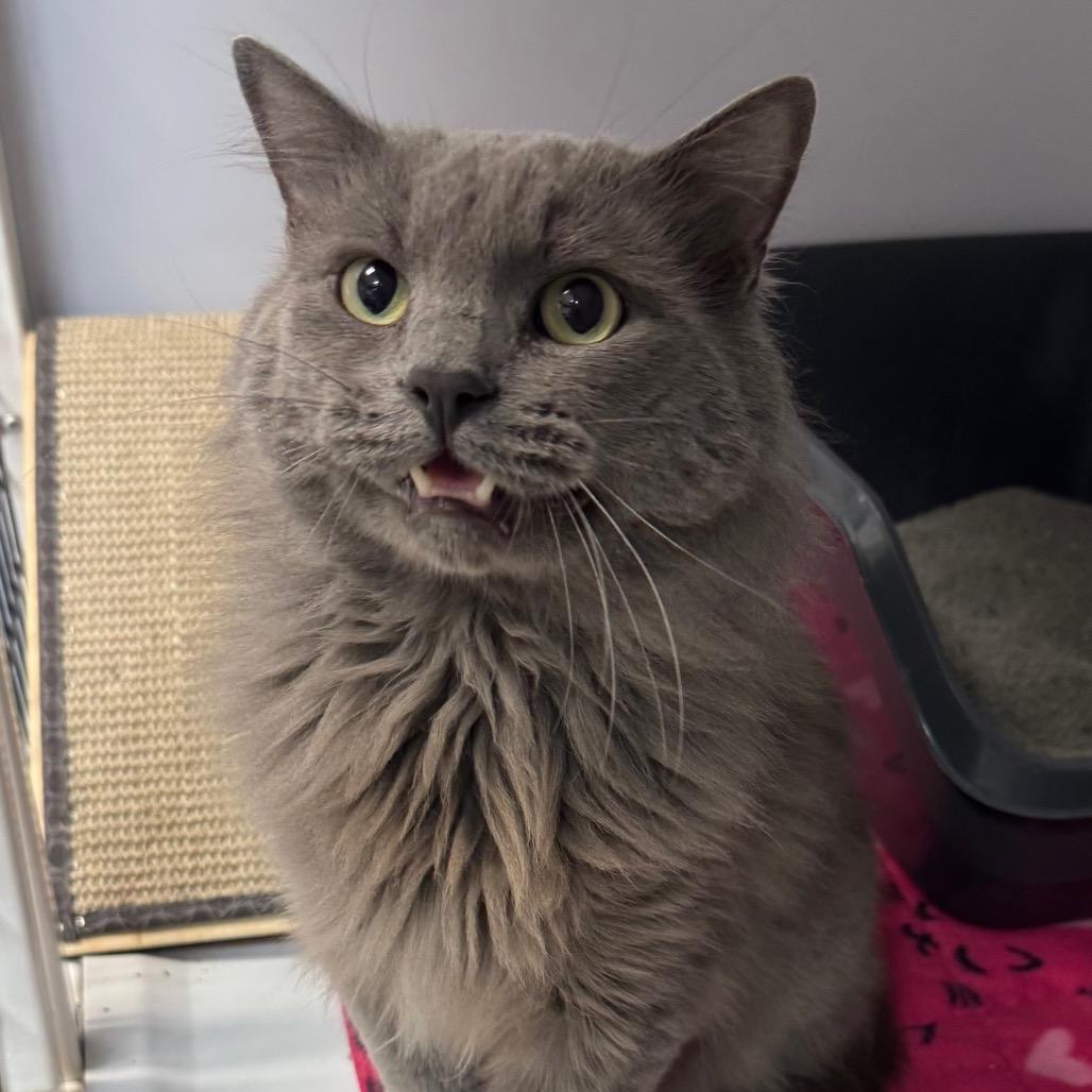 Enlarge Bob, a Adoptable Domestic Medium Hair in Peoria, IL image 1/1
