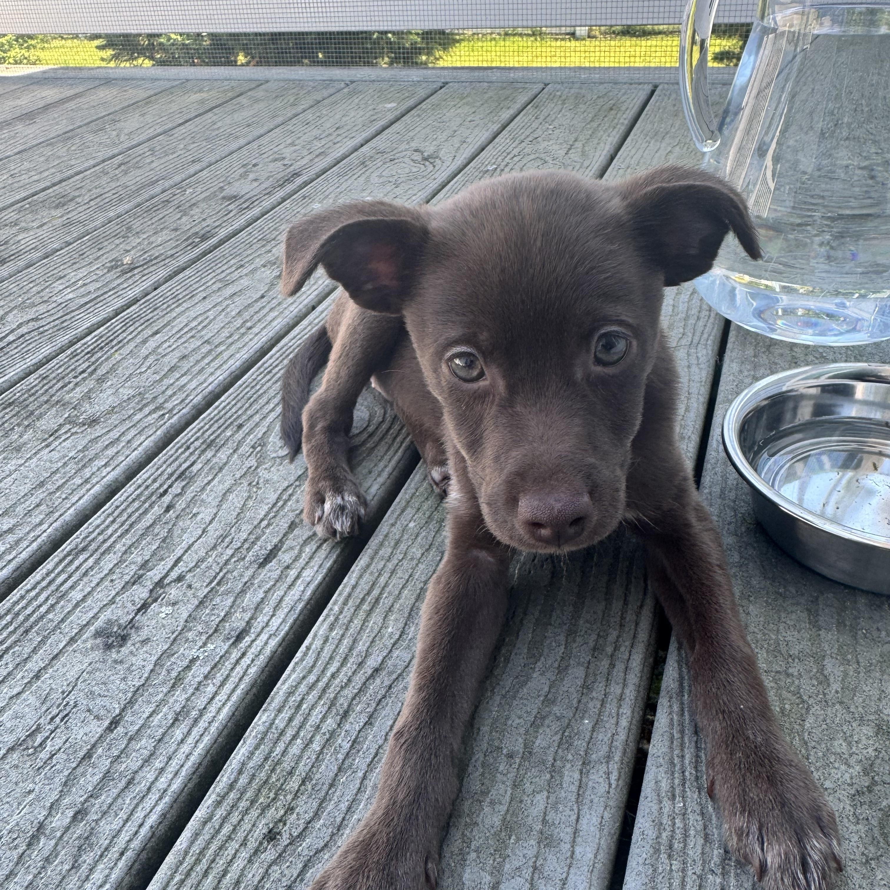 Enlarge Marina , a Adoptable mixed breed in Millsboro, DE image 5/6