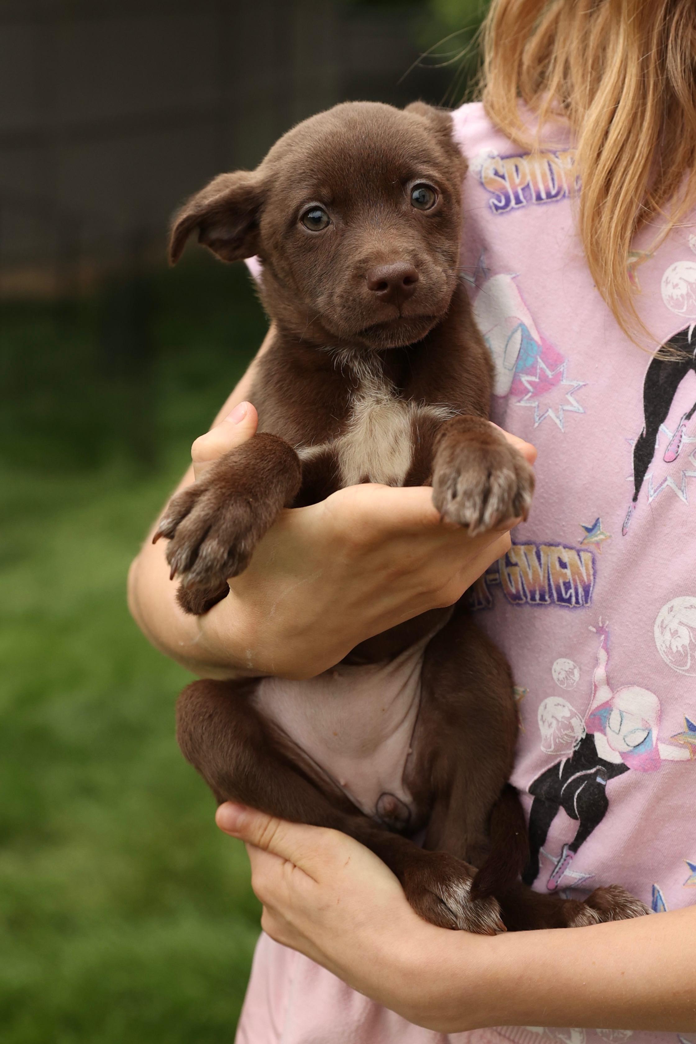 Enlarge Marina , a Adoptable mixed breed in Millsboro, DE image 3/6