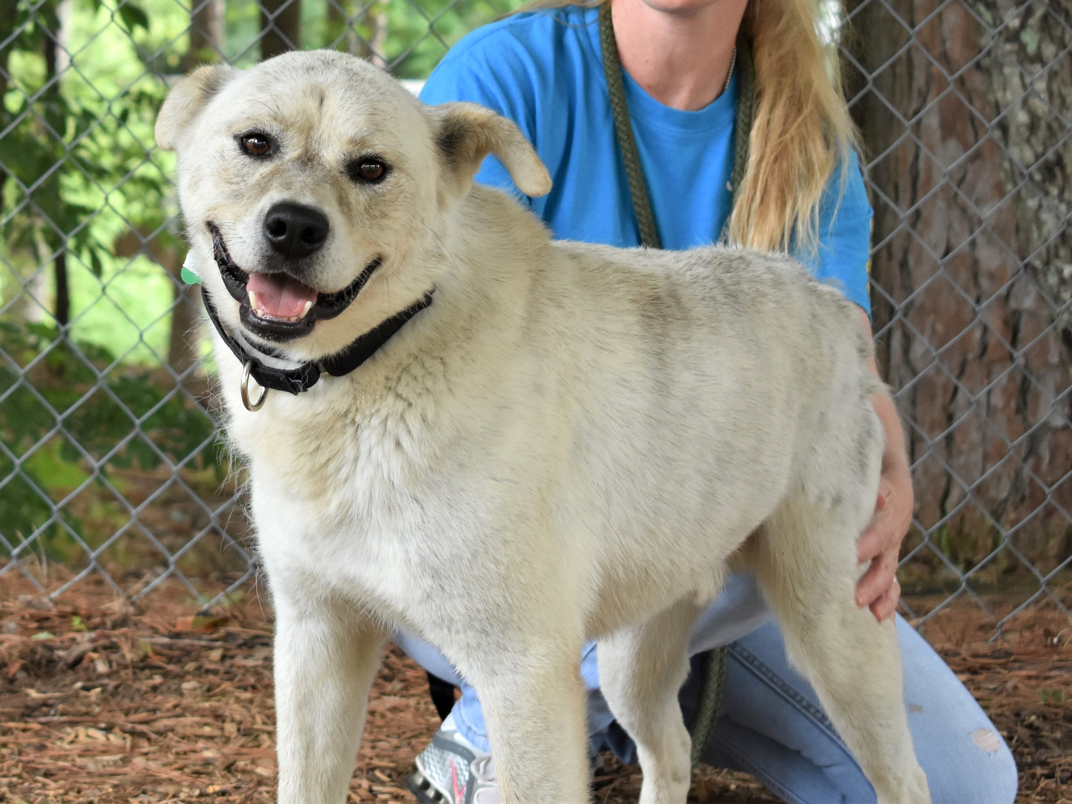Enlarge Tucker, a Adoptable mixed breed in Anniston, AL image 7/10