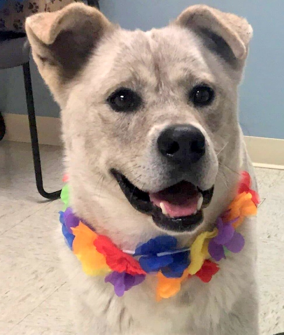 Enlarge Tucker, a Adoptable mixed breed in Anniston, AL image 8/10