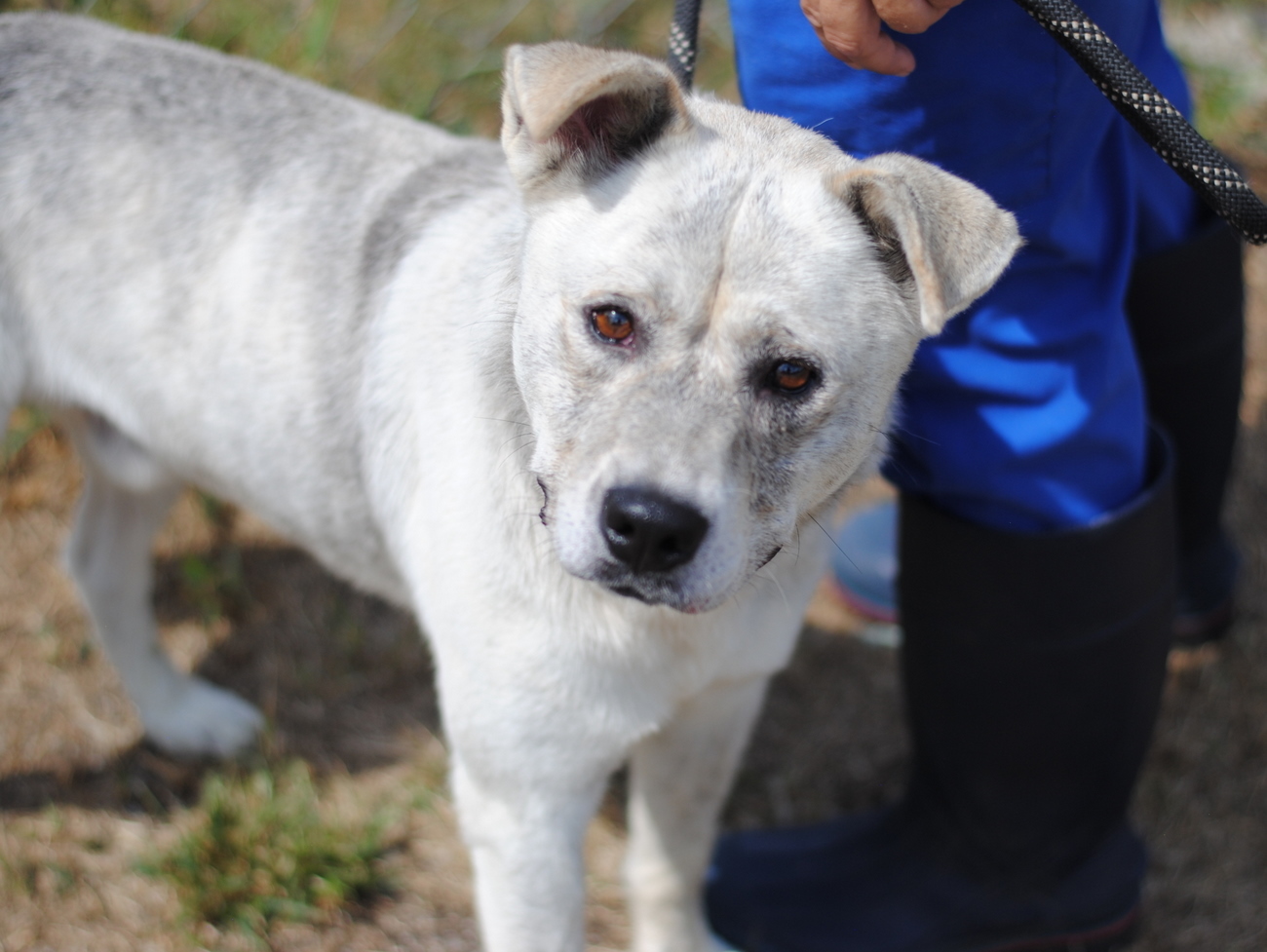 Enlarge Tucker, a Adoptable mixed breed in Anniston, AL image 9/10