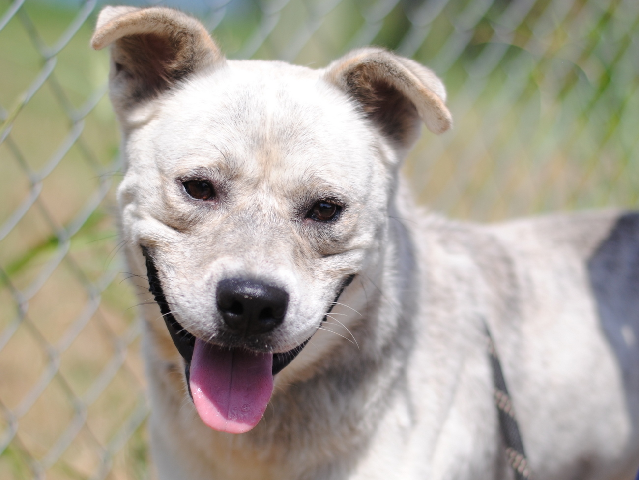 Tucker, Adoptable, Senior Male Australian Cattle Dog / Blue Heeler & Siberian Husky.