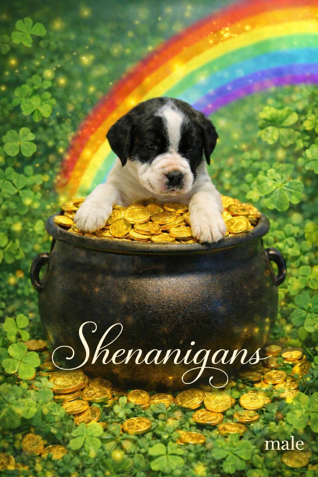 Enlarge Shenanigans , a ADOPTABLE mixed breed in Mauston, WI image 1/1