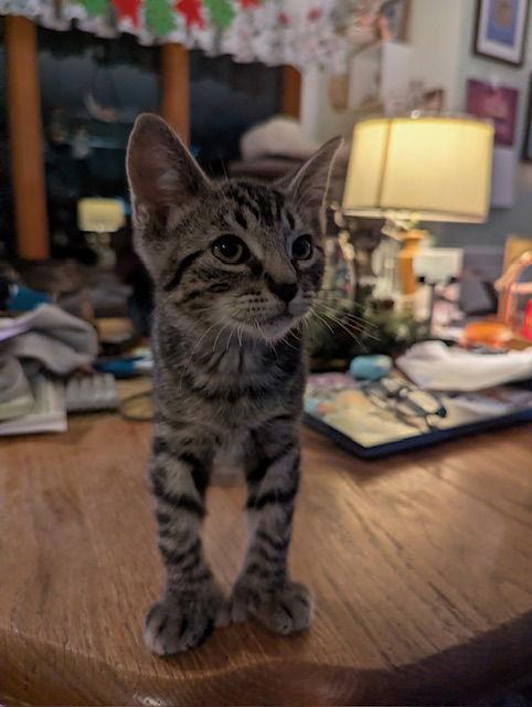 Enlarge Champ, a Adopted Domestic Short Hair in Rochester, NY image 1/3